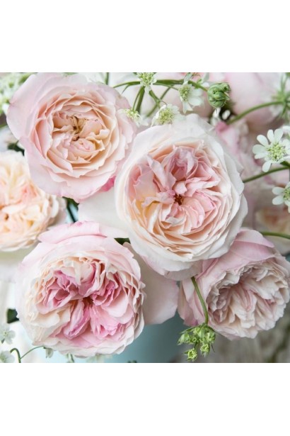 Троянда вінтажна Кейра